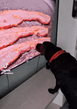 A Dog Is Looking At A Picture Of Bacon On A Television Screen GIF