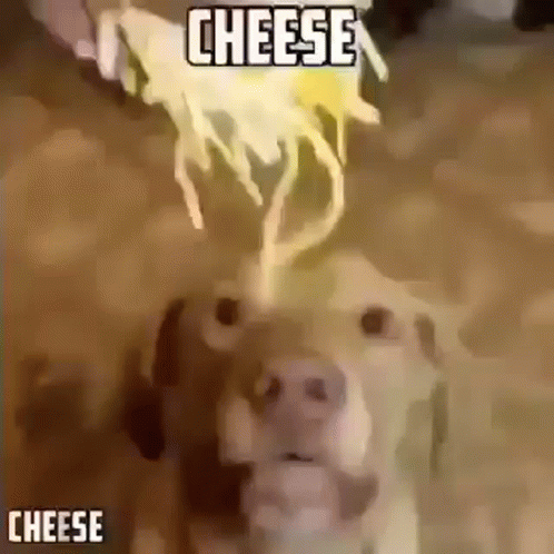 A Dog Is Looking At A Piece Of Cheese Coming Out Of A Person 'S Hand . GIF