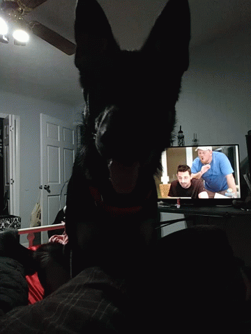 A Dog Is Looking At A Tv Screen With A Man In A Blue Shirt GIF