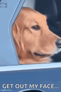 a dog is looking out of a car window and says `` get out my face '' .