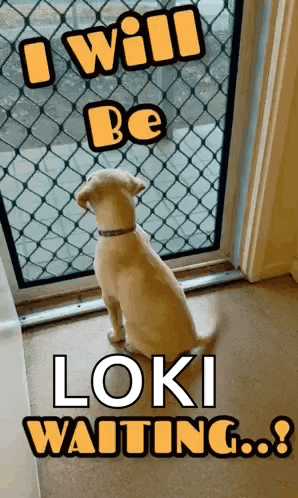 A Dog Is Looking Out Of A Window With The Words I Will Be Loki Waiting .. GIF