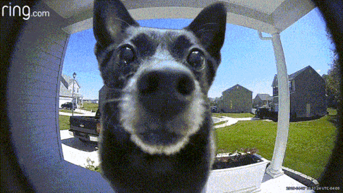 A Dog Is Looking Through A Doorbell With Ring.com Written On The Bottom GIF