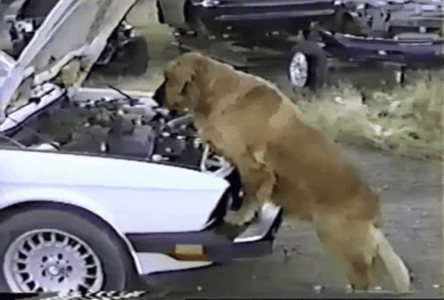 A Dog Is Looking Under The Hood Of A White Car GIF