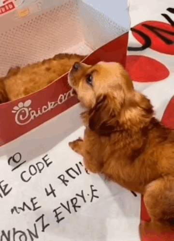 A Dog Is Looking Up At A Box Of Chicken On A Table GIF