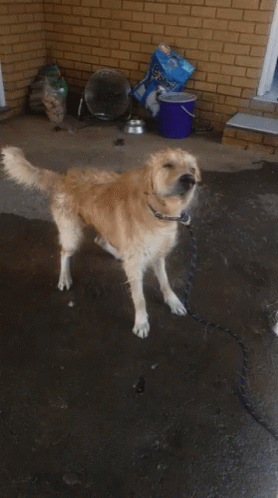 A Dog Is On A Leash In Front Of A Bag Of Pet Food GIF