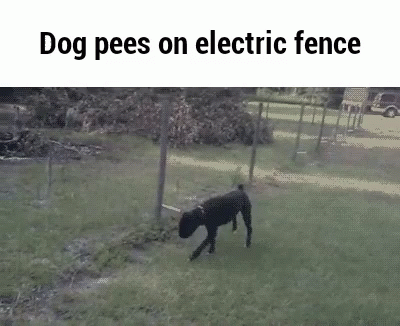 A Dog Is Peeing On An Electric Fence In A Yard . GIF