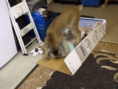A Dog Is Playing With A Box That Says Vegetables On It GIF