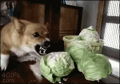 A Dog Is Playing With A Bunch Of Cabbage In A 4Gifs .Com Image GIF
