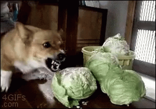 A Dog Is Playing With A Bunch Of Cabbage On A Table GIF