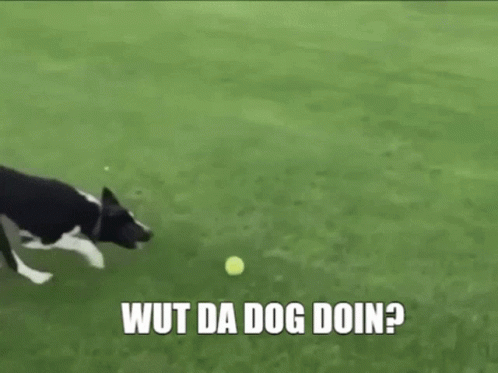A Dog Is Playing With A Tennis Ball On A Lush Green Field . GIF