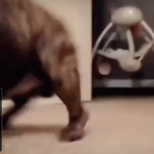 A Dog Is Playing With A Toy That Looks Like A Dinosaur . GIF