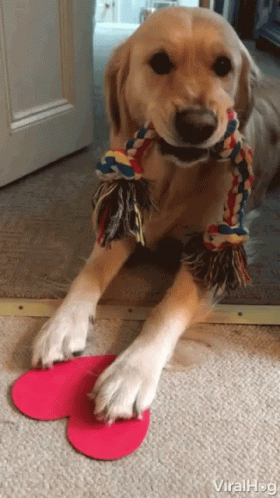 A Dog Is Playing With A Toy That Looks Like A Heart Shaped Shoe GIF
