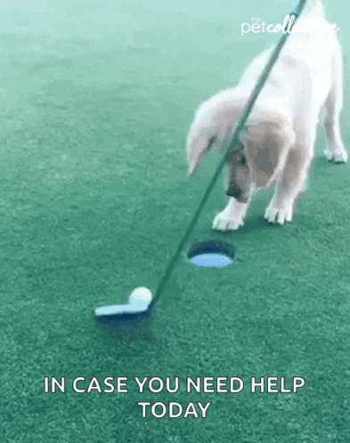 A Dog Is Putting A Golf Ball Into A Hole With A Golf Club . GIF