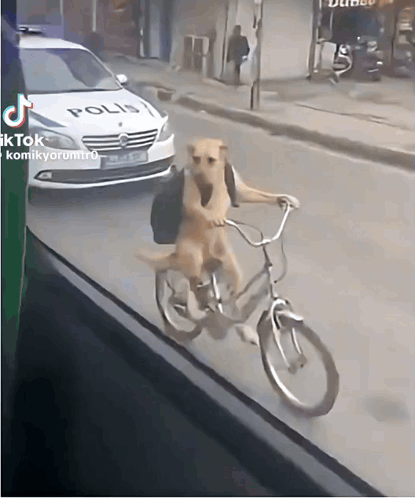 A Dog Is Riding A Bike In Front Of A White Police Car GIF