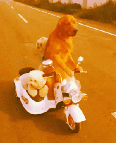 A Dog Is Riding A Scooter With Two Smaller Dogs On The Back GIF