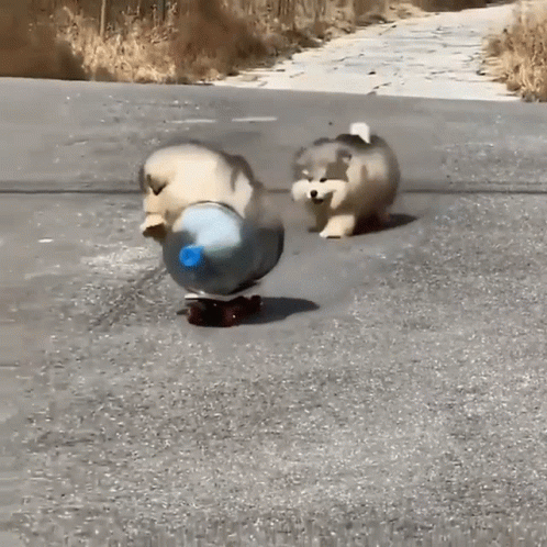 A Dog Is Riding A Skateboard Next To A Bottle GIF