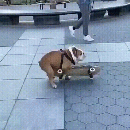 A Dog Is Riding A Skateboard On A Sidewalk GIF
