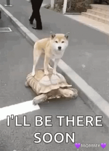 A Dog Is Riding On The Back Of A Turtle On A Street . GIF