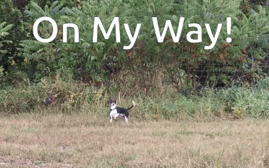 A Dog Is Running In A Field With The Words On My Way Written Above It GIF