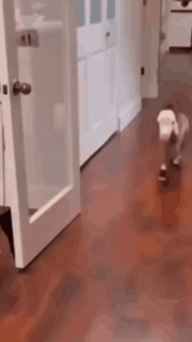 A Dog Is Running In A Hallway Next To A Door GIF