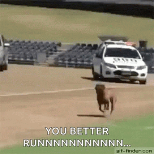 A Dog Is Running In Front Of A Police Car On A Race Track . GIF