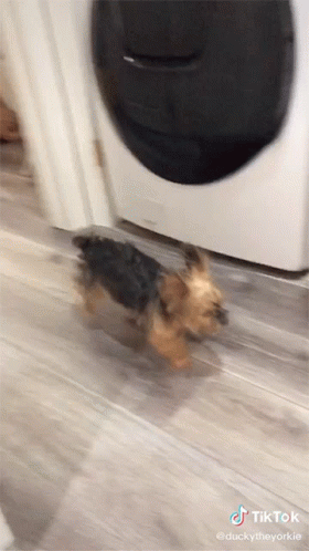 A Dog Is Running In Front Of A Washing Machine With Tiktok Written On The Bottom Of The Screen GIF