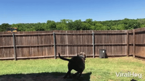 A Dog Is Running In Front Of A Wooden Fence With The Words Viralhog On The Bottom GIF