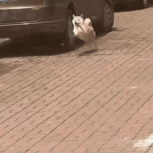 A Dog Is Running On A Sidewalk Next To A Car . GIF