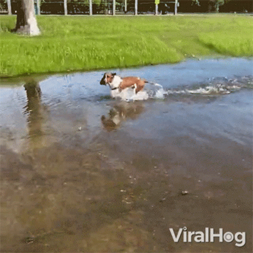 A Dog Is Running Through A Puddle Of Water With Viralhog Written On The Bottom Right GIF