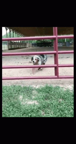 A Dog Is Running Through A Red Fence In A Field GIF