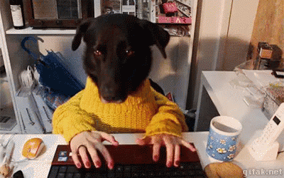 A Dog Is Sitting At A Desk Typing On A Keyboard GIF