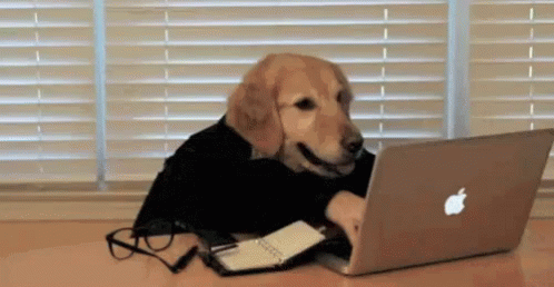 A Dog Is Sitting At A Desk With An Apple Laptop . GIF