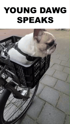 A Dog Is Sitting In A Basket On A Bike With The Words Young Dawg Speaks Above It GIF