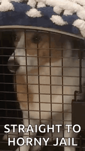a dog is sitting in a cage with the words `` straight to horny jail '' .