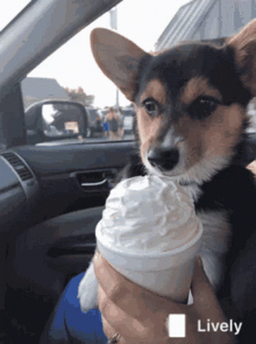 A Dog Is Sitting In A Car Drinking Whipped Cream From A Cup GIF