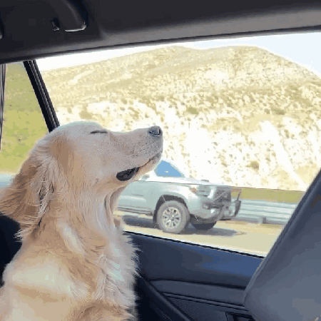 a dog is sitting in a car with its eyes closed