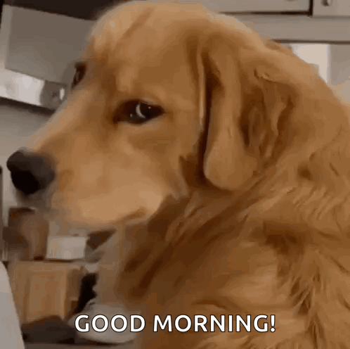 A Dog Is Sitting In A Kitchen And Says Good Morning GIF
