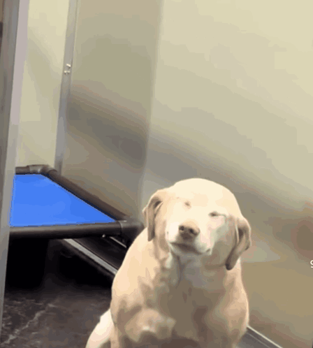 A Dog Is Sitting In Front Of A Blue Kennel GIF