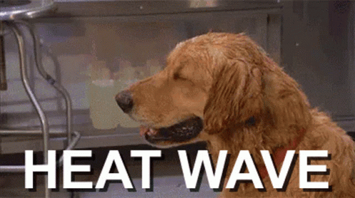 A Dog Is Sitting In Front Of A Sign That Says " Heat Wave " GIF