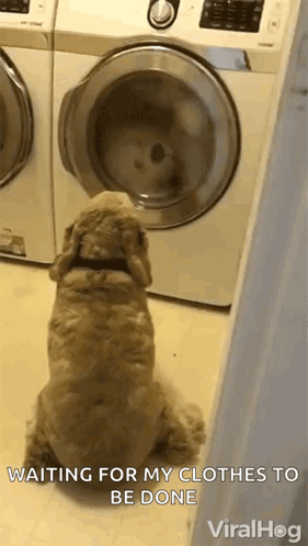 A Dog Is Sitting In Front Of A Washing Machine Waiting For It To Be Done . GIF