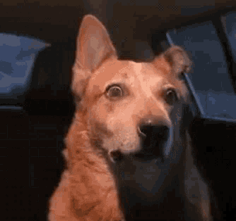 A Dog Is Sitting In The Back Seat Of A Car And Looking At The Camera . GIF
