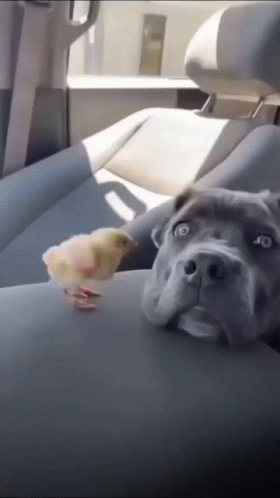 A Dog Is Sitting In The Back Seat Of A Car Next To A Small Chicken GIF
