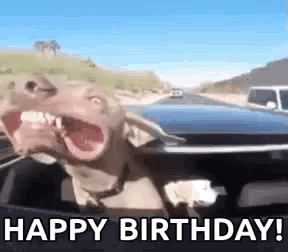 A Dog Is Sitting In The Back Seat Of A Car With Its Mouth Open And Making A Funny Face . GIF