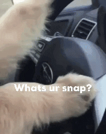 A Dog Is Sitting In The Driver 'S Seat Of A Car And Asking Whats Ur Snap . GIF