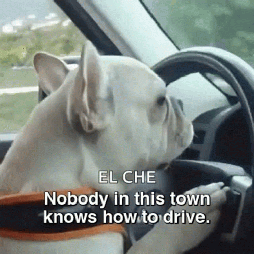 A Dog Is Sitting In The Driver 'S Seat Of A Car With The Words El Che Nobody In This Town Knows How To Drive . GIF