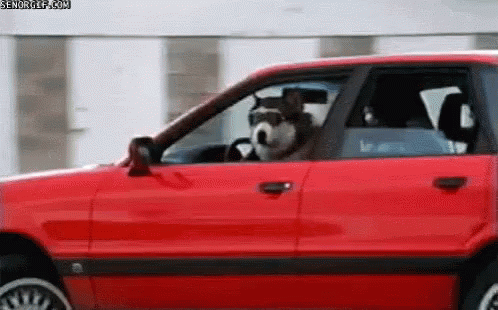 A Dog Is Sitting In The Driver 'S Seat Of A Red Car With Its Head Out The Window . GIF