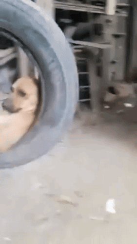 A Dog Is Sitting Inside Of A Tire On A Swing GIF