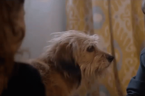 Dog Sitting Next To Woman In Room GIF