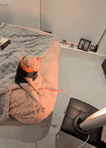 A Dog Is Sitting On A Bean Bag Chair Wearing A Sweater GIF