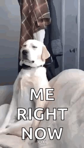 A Dog Is Sitting On A Bed With Its Eyes Closed And The Words `` Me Right Now '' Written On It . GIF
